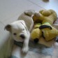 duque y su peluche